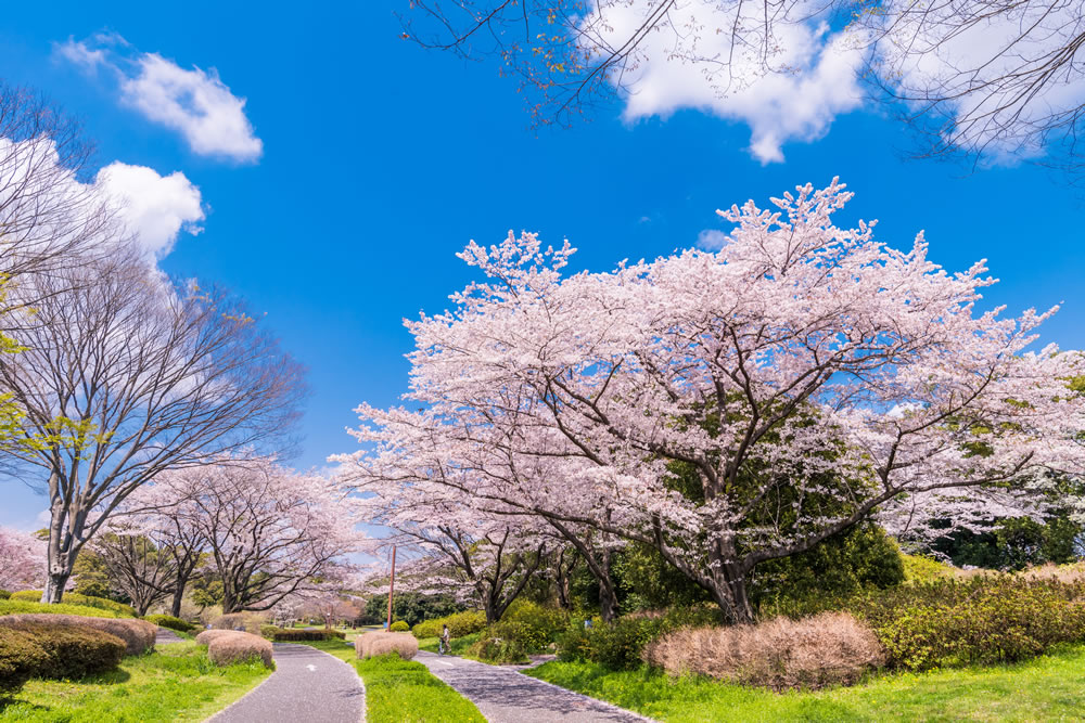 ２０１９年 立川昭和記念公園の桜の見ごろは 飲食の持ち込みは可能 駐車場はある