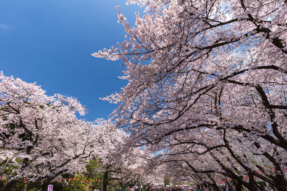 【２０２２年】上野公園の桜の見ごろは？場所取りはいつから可能？混雑はどのくらい？