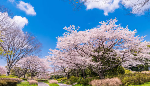 【２０１９年】立川昭和記念公園の桜の見ごろは？飲食の持ち込みは可能？駐車場はある？
